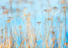 Postkarte Herbstsinfonie
