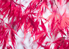 Postkarte Rotleuchtender Fächerahorn