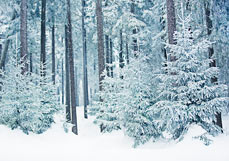 Postkarte Winterwald