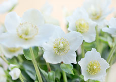 Postkarte Christrose