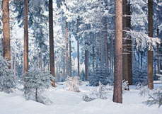 Postkarte Wintersonne im Fichtenwald