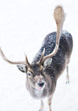Postkarte Dammwild im Schnee III