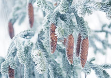 Postkarte Zapfen im Frost