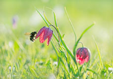 Postkarte Hummel besucht Schachbrettblume II