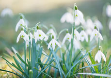 Postkarte Schneeglöckchen