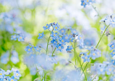 Postkarte Zartes Vergissmeinnicht