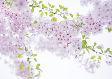 Postkarte Rosa Frühlingspoesie