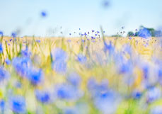 Postkarte Kornblumen im Feld III