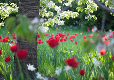 Postkarte Frühlingsgarten