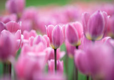 Postkarte Tulpenfreude