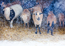 Postkarte Im winterlichen Stall