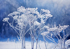 Postkarte Raureif liebt Dolden