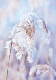 Postkarte Reifkristalle im Schilf