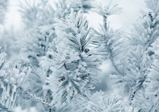 Postkarte Kiefer im Raureif