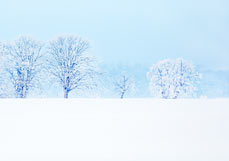 Postkarte Alte Allee im Raureif