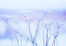 Postkarte Wintermorgen bei den Dolden