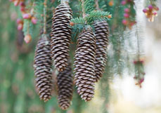 Postkarte Tannenzapfen