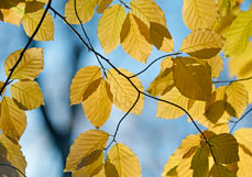 Postkarte Blattwerk der Buche