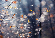 Postkarte Herbstzauber