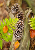 Postkarte Tannenzapfen im Herbstwald