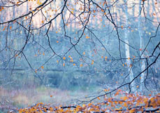 Postkarte Nach dem Herbstregen