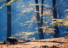 Postkarte Herbstleuchten im Wald