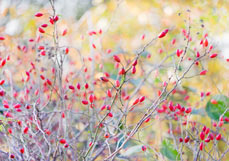 Postkarte Geliebte Hagebutten