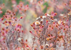 Postkarte Raublatt-Aster