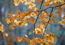 Postkarte Sinfonie im Buchenwald