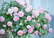 Postkarte Nostalgische Edelrose