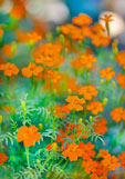 Postkarte Tagetes II