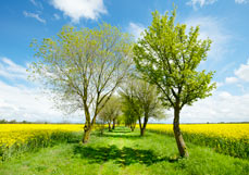 Postkarte Kleine Allee im Raps