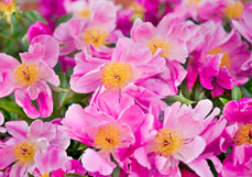 Postkarte Pfingstrosen