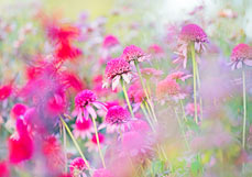 Postkarte Echinacea purpurea