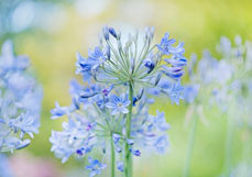 Postkarte Agapanthus