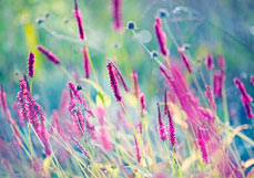 Postkarte Knöterich