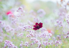 Postkarte Schokoladen-Kosmee II