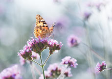 Postkarte Distelfalter liebt Eisenkraut I