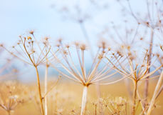 Postkarte Dolden am Feldrand