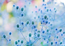 Postkarte Mannstreu II