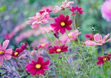 Postkarte Bunte Cosmeen