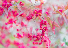 Postkarte Pfaffenhütchen III