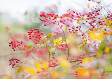 Postkarte Herbsttanz mit Hagebutten