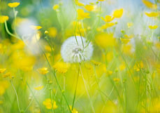 Postkarte Hahnenfuß liebt Pusteblume