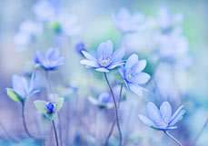 Postkarte Leberblümchen III