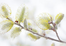 Postkarte Weidenkätzchen