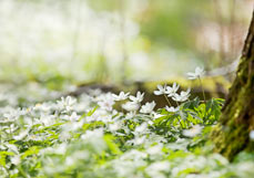 Postkarte Im Buschwindröschenwald