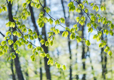 Postkarte Frühling im Buchenwald