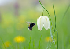 Postkarte Hummel besucht Schachbrettblume
