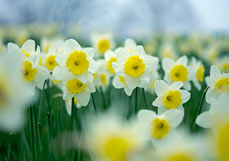 Postkarte Osterglocken